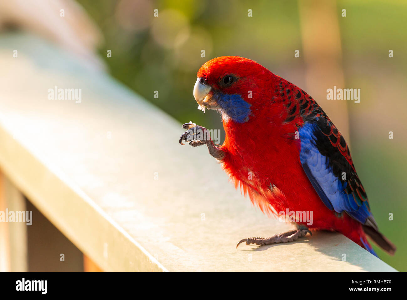 Crimson Rosella bird eating in the sunlight in The Grampians, Australia Stock Photo