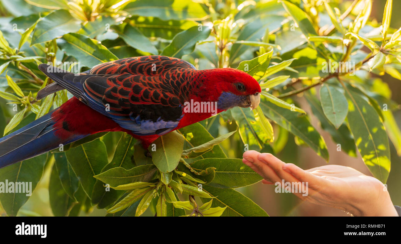 Wild Crimson Rosella cautiously approaches a womans hand Stock Photo