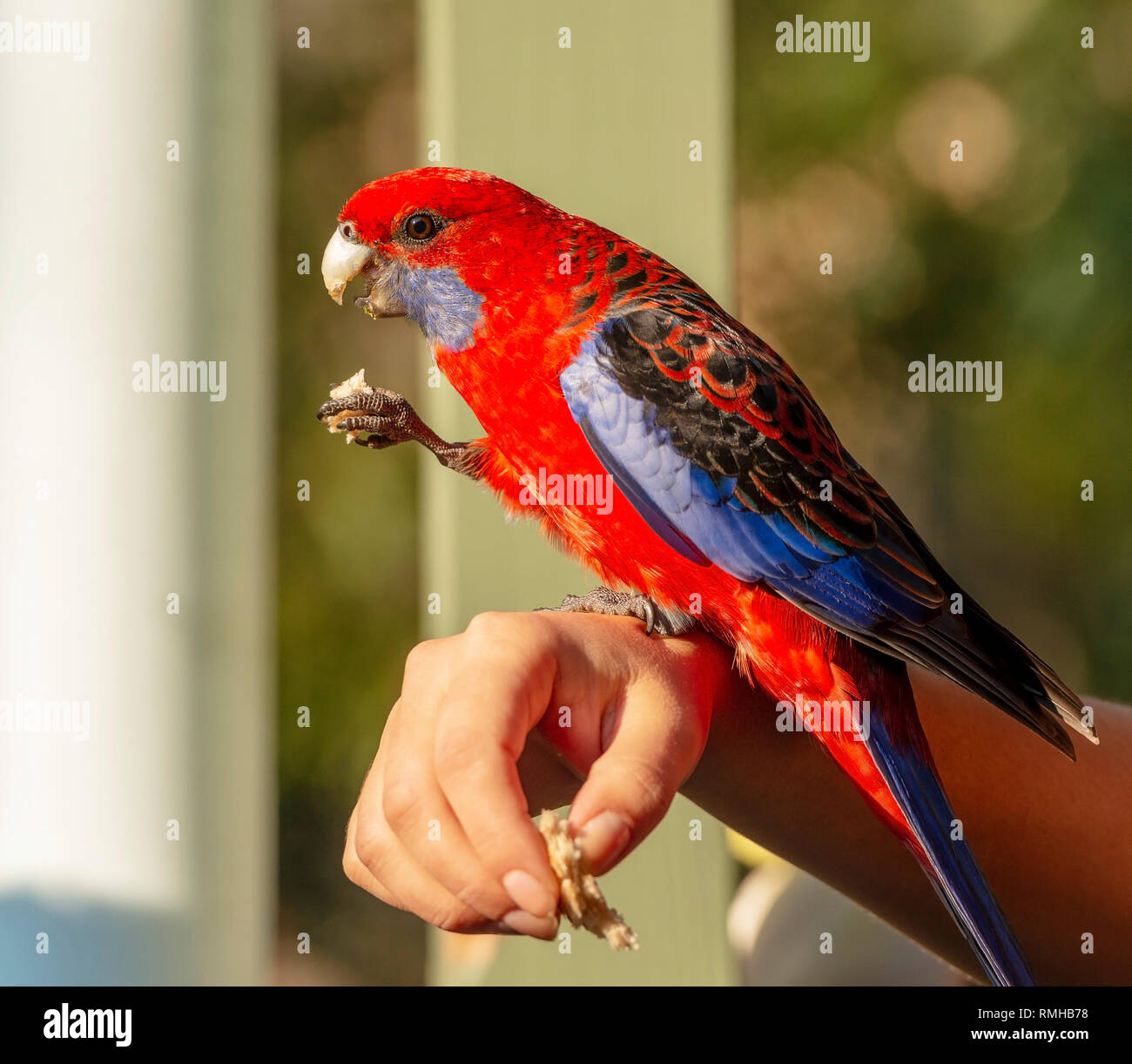 Feeding birds by hand with a Crimson Rosella in afternoon sunlight Stock Photo