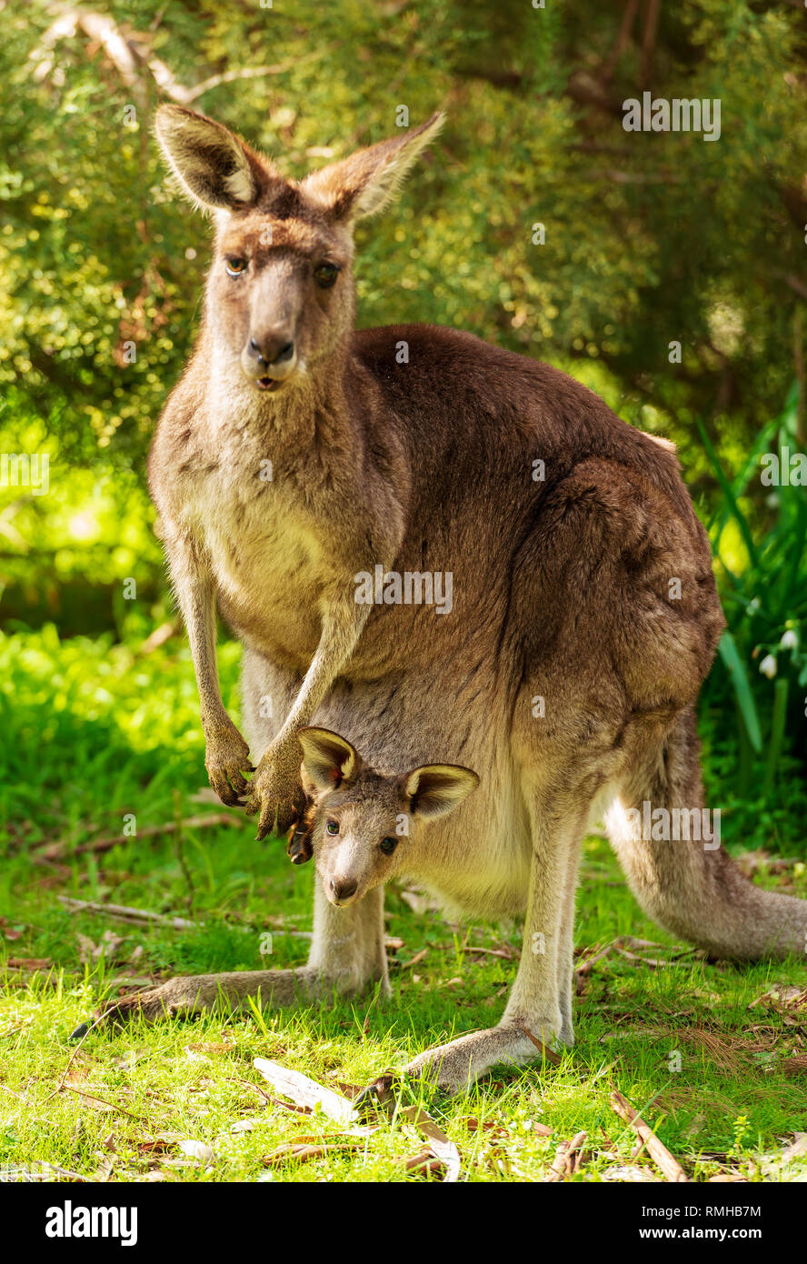 Mother kangaroo with baby joey in her pouch in the wild in The Grampians, Australia Stock Photo
