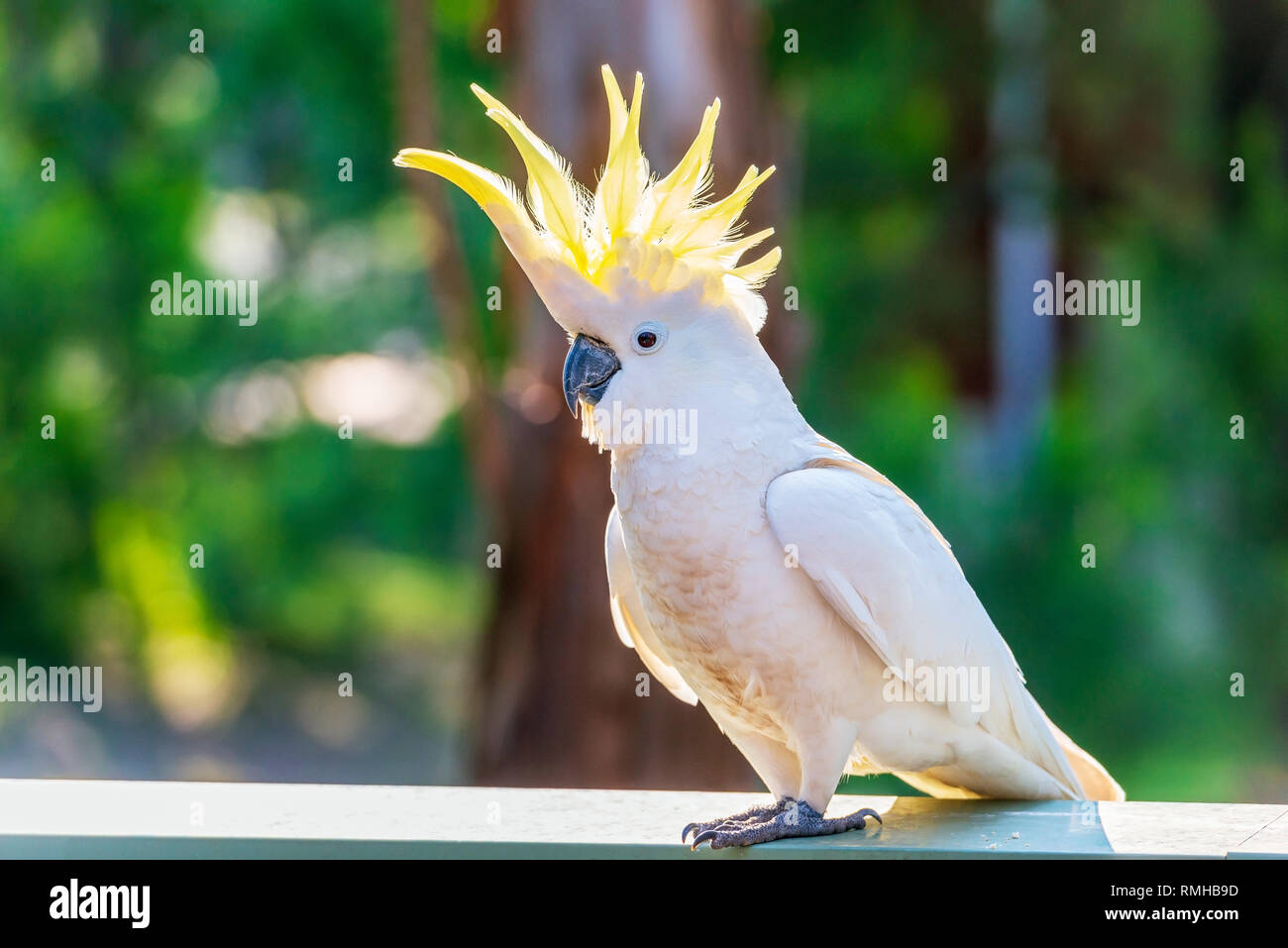 Yellow-crested cockatoo bird flaring the crest Stock Photo