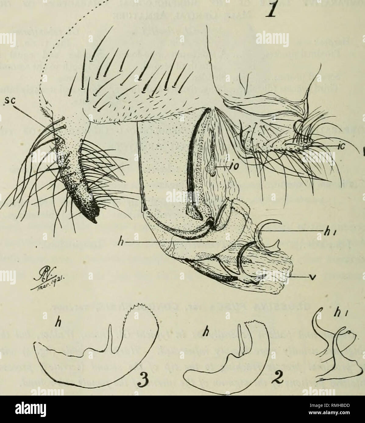 . Annals of tropical medicine and parasitology. Parasites. The foregoing description, and also the iUustrations which accompany it are based upon fourteen examples, representing both sexes, captured in. t MM Fig. 4. (l) and (2) Male armature of Glossinafusca var. rongolensis, var. n. (3) Harpes of Glossitiafusia. I.e., superior clasper ; I'.r.. inferior clasper ; i., vesica; A., harpes; /.o., intromittent organ ; h.!., sickle-shaped process of harpes. the Katompe, and in the Lomami-Kisengwa districts of the Belgian Congo by Dr. J. Schwetz.. Please note that these images are extracted from scan Stock Photo