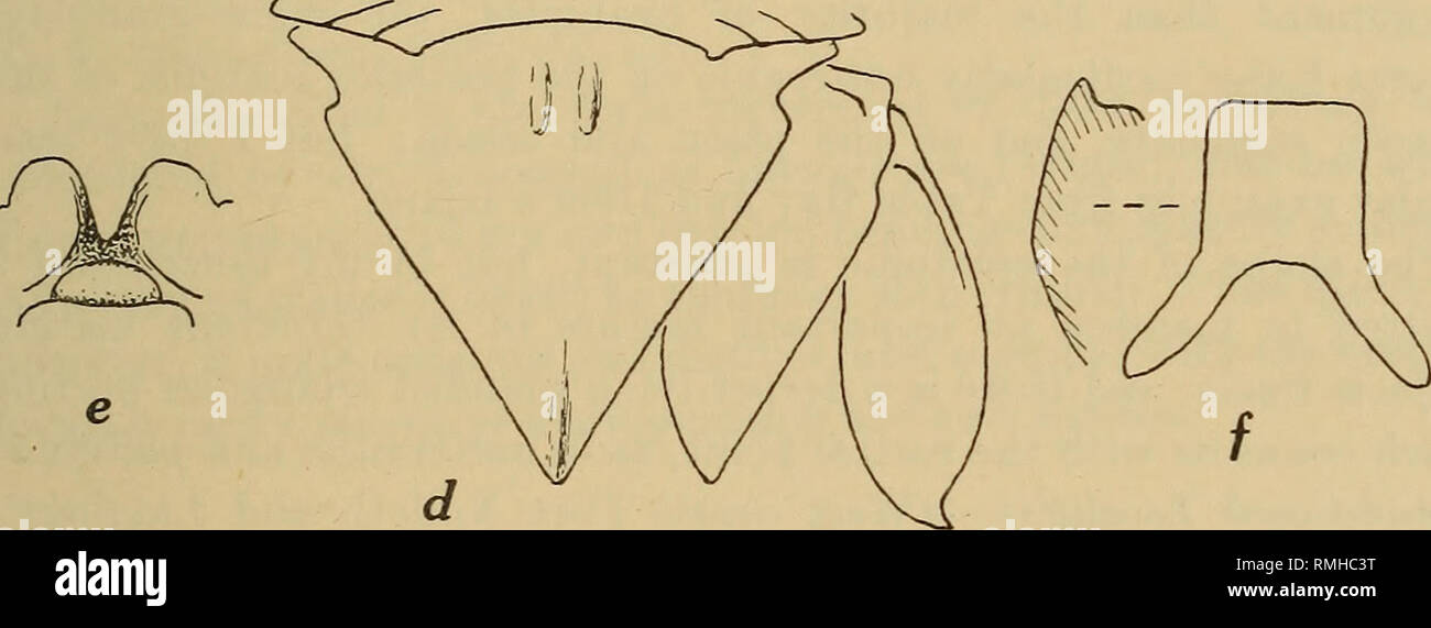. Annals of the South African Museum = Annale van die Suid-Afrikaanse Museum. Natural history. Fig. 12.—Exosphaeroma pallidum n. sp. a, telson and uropod, &lt;$, with section. b, frontal view of rostral point and epistome. c, epistome, with sagittal section. Exosphaeroma antikraussi n. sp. d, telson and uropod, &lt;$. e, frontal view of rostral point and epistome. /, epistome, with sagittal section. Uropods ovate, apices subacute, inner ramus not reaching level of telsonic apex, outer ramus extending to or very slightly beyond it. Penial processes relatively short and stout. Up to 13 mm. Colou Stock Photo