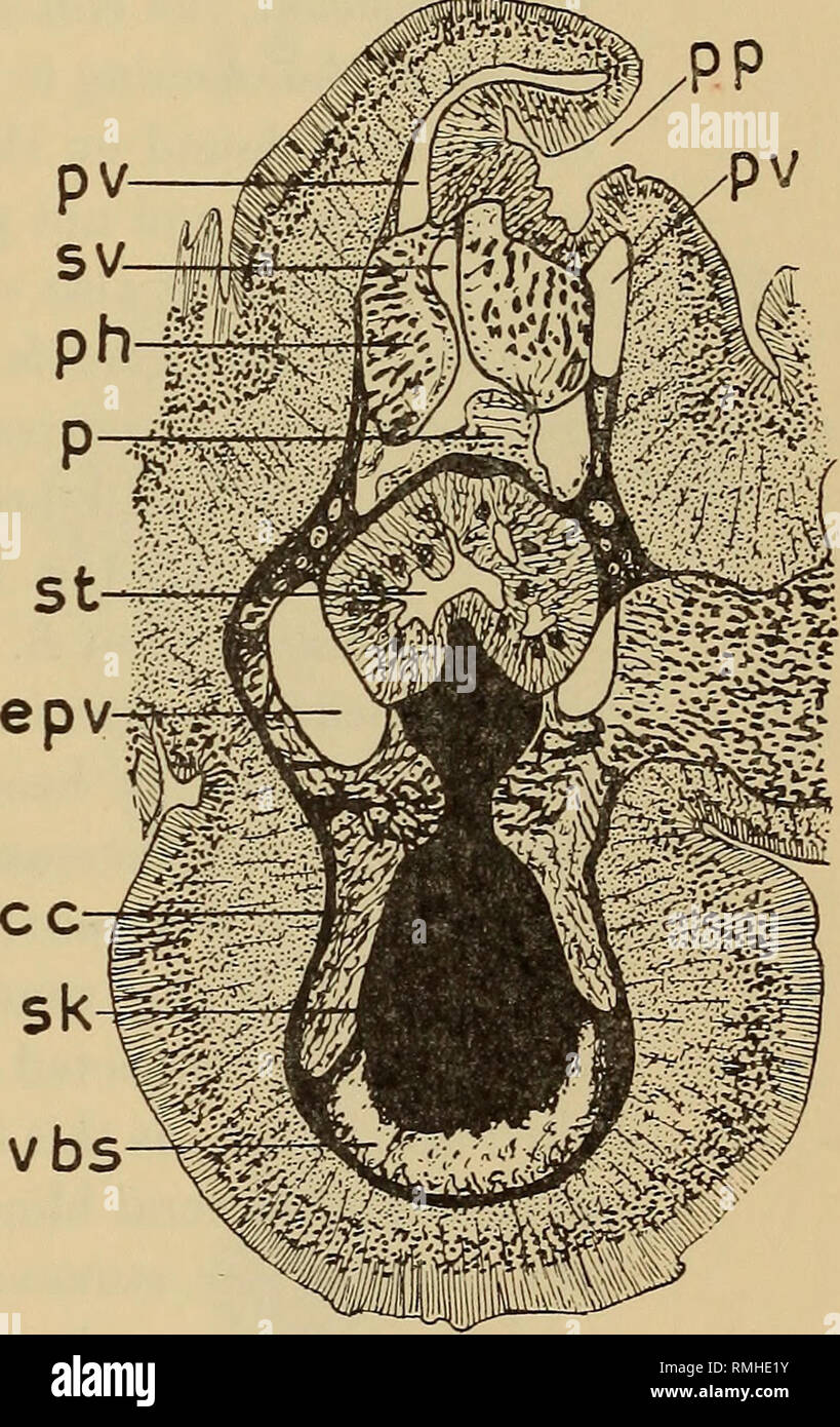 . Annals of the South African Museum = Annale van die Suid-Afrikaanse Museum. Natural history. 50. 51 49 Figs. 49-51.—Balanoglossus hydrocephalus n. sp. 49. Median part of a cross-section through the proboscis at a level near anterior end of proboscis organs. x 24. 50. Cross-section of the ventral proboscis septum. x 110. 51. Cross-section of the proboscis neck. x40. bm, basal membrane of the epidermis, cc, collar coelom. cm, circular musculature, ct, cellular tissue filling the ventral coelomic blind-sacs, da, dorsal proboscis artery, dg, dorsal glomerulus. epd, epidermis, epv, efferent probo Stock Photo
