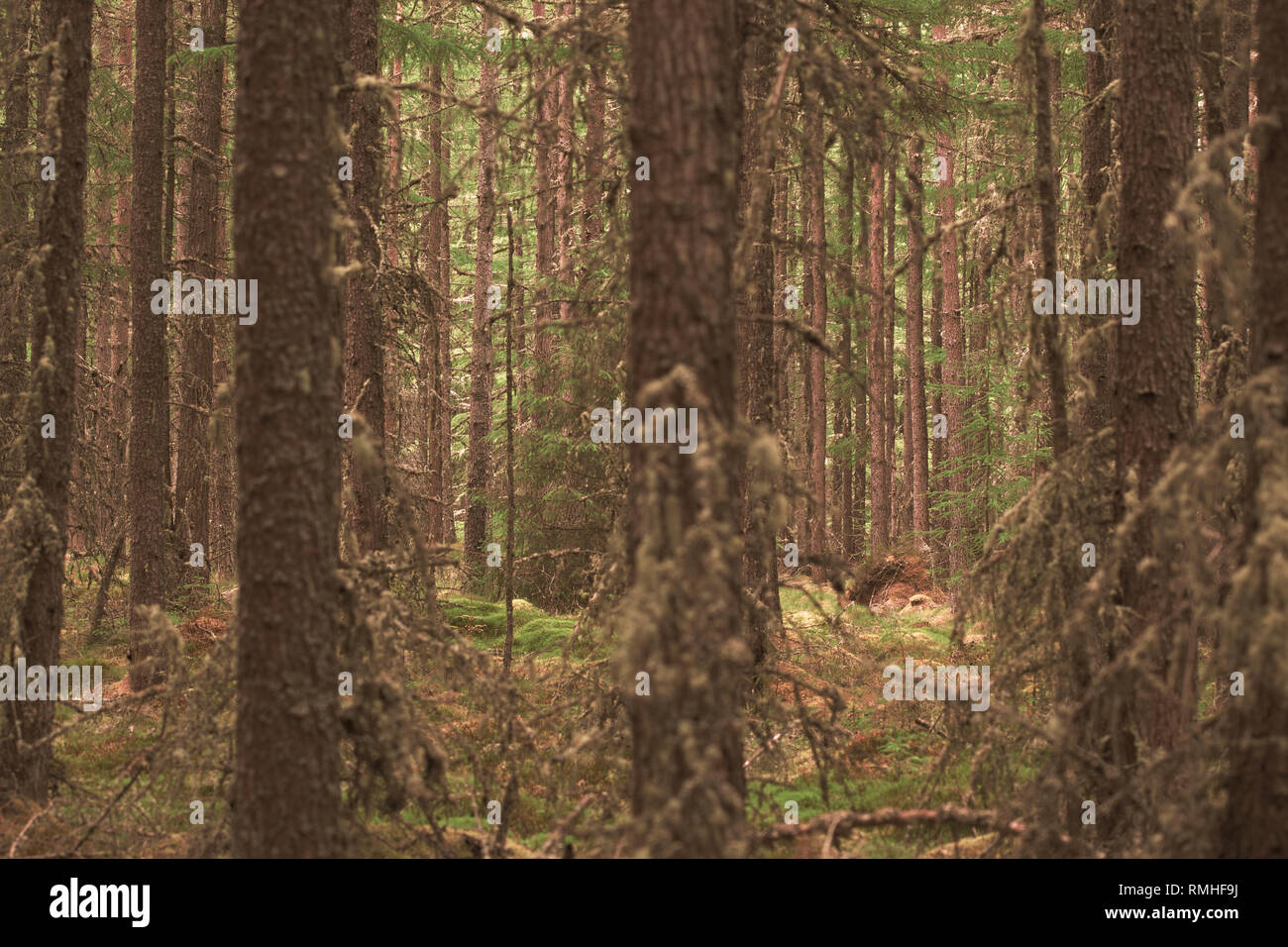Scottish Forests High Resolution Stock Photography and Images - Alamy