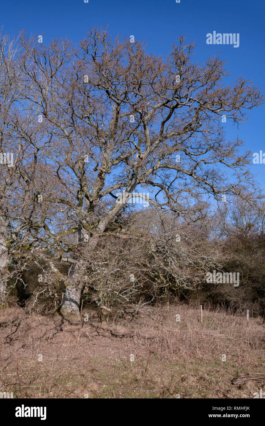 Oak tree in field in Winter Stock Photo - Alamy