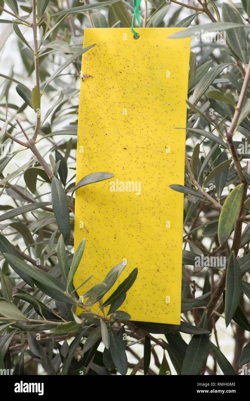 Whitefly control hi-res stock photography and images - Alamy