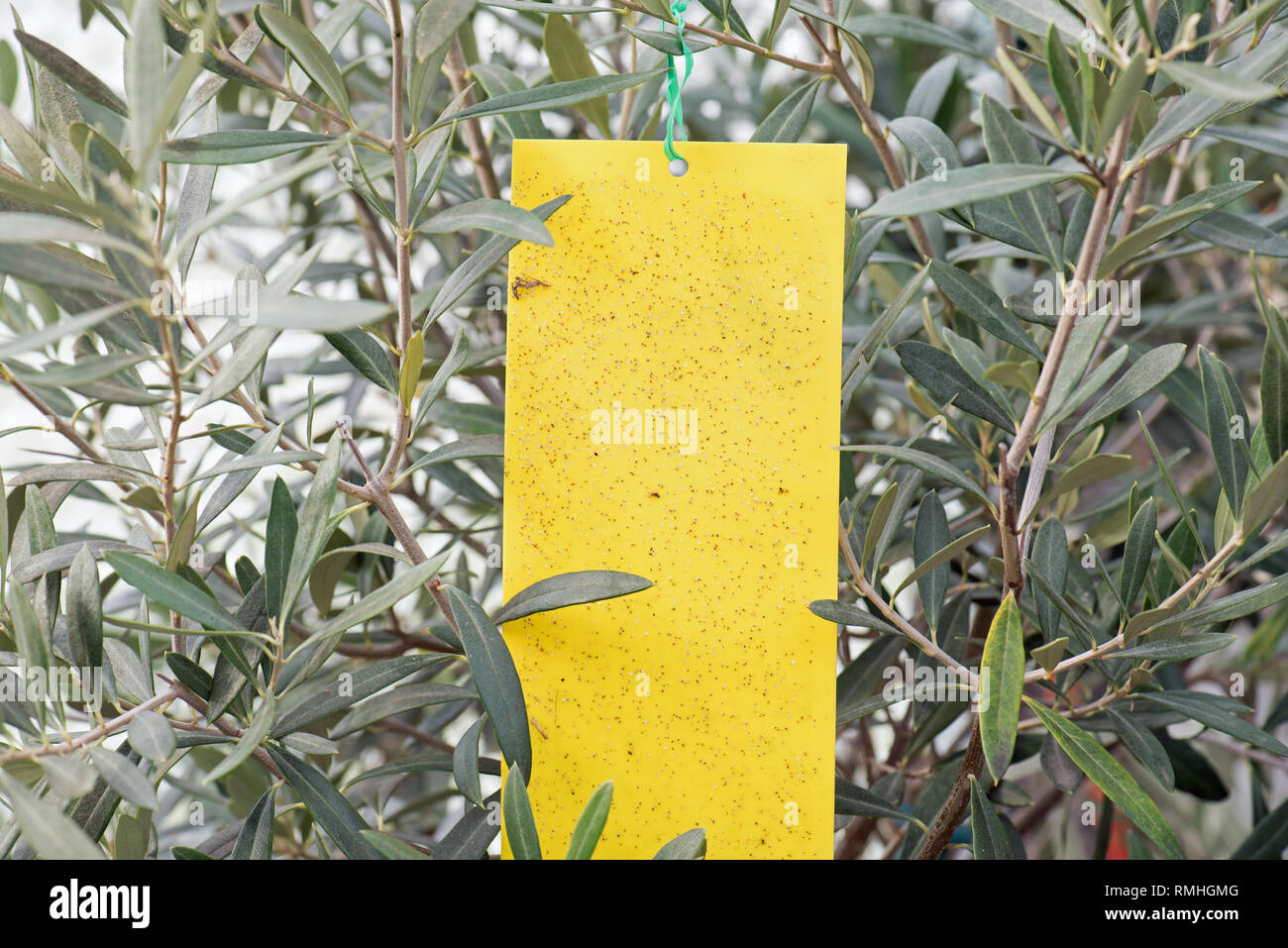 Whitefly control hi-res stock photography and images - Alamy