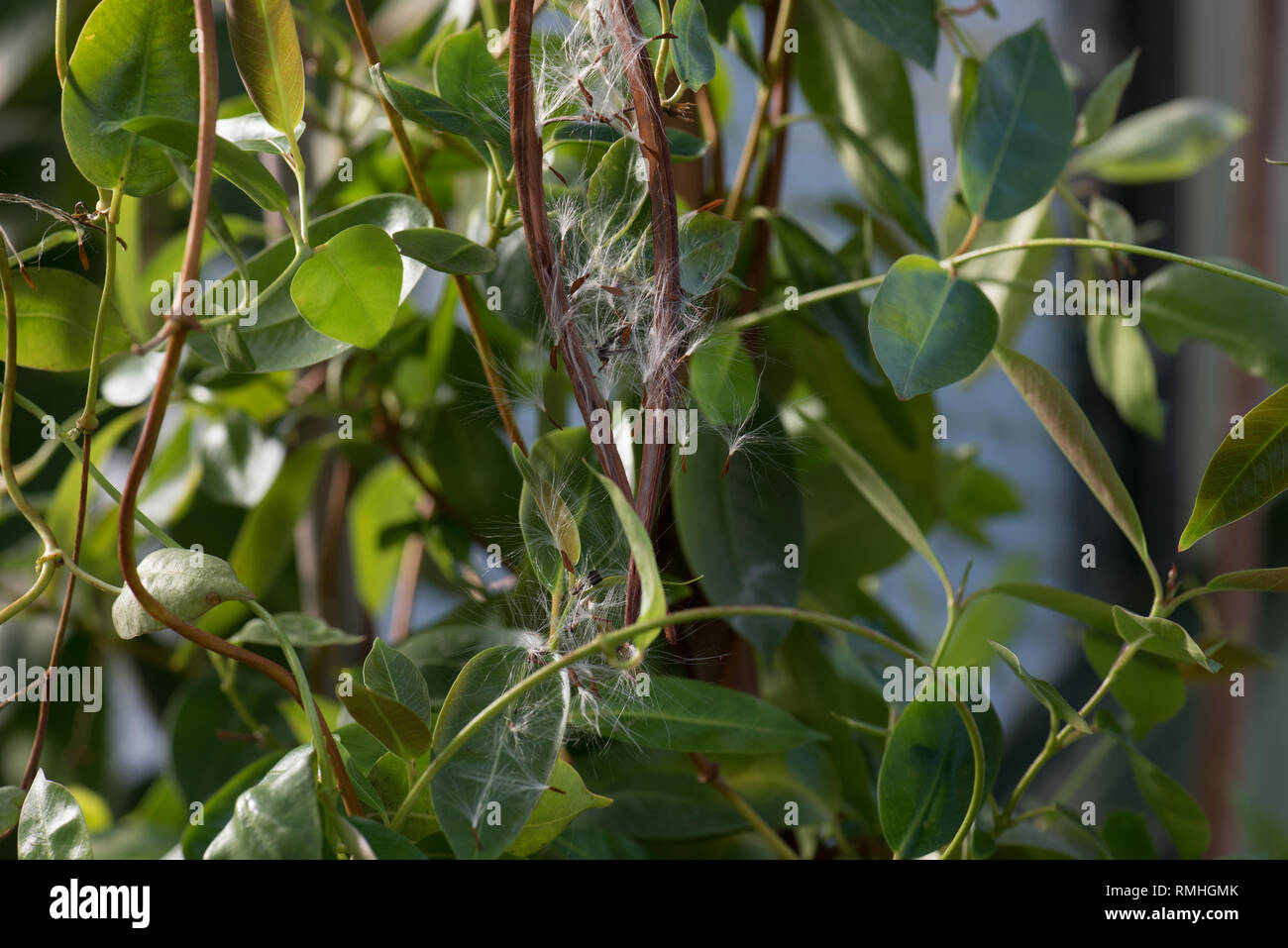Mandevilla syn. Dipladena seed pods & seeds Stock Photo Alamy