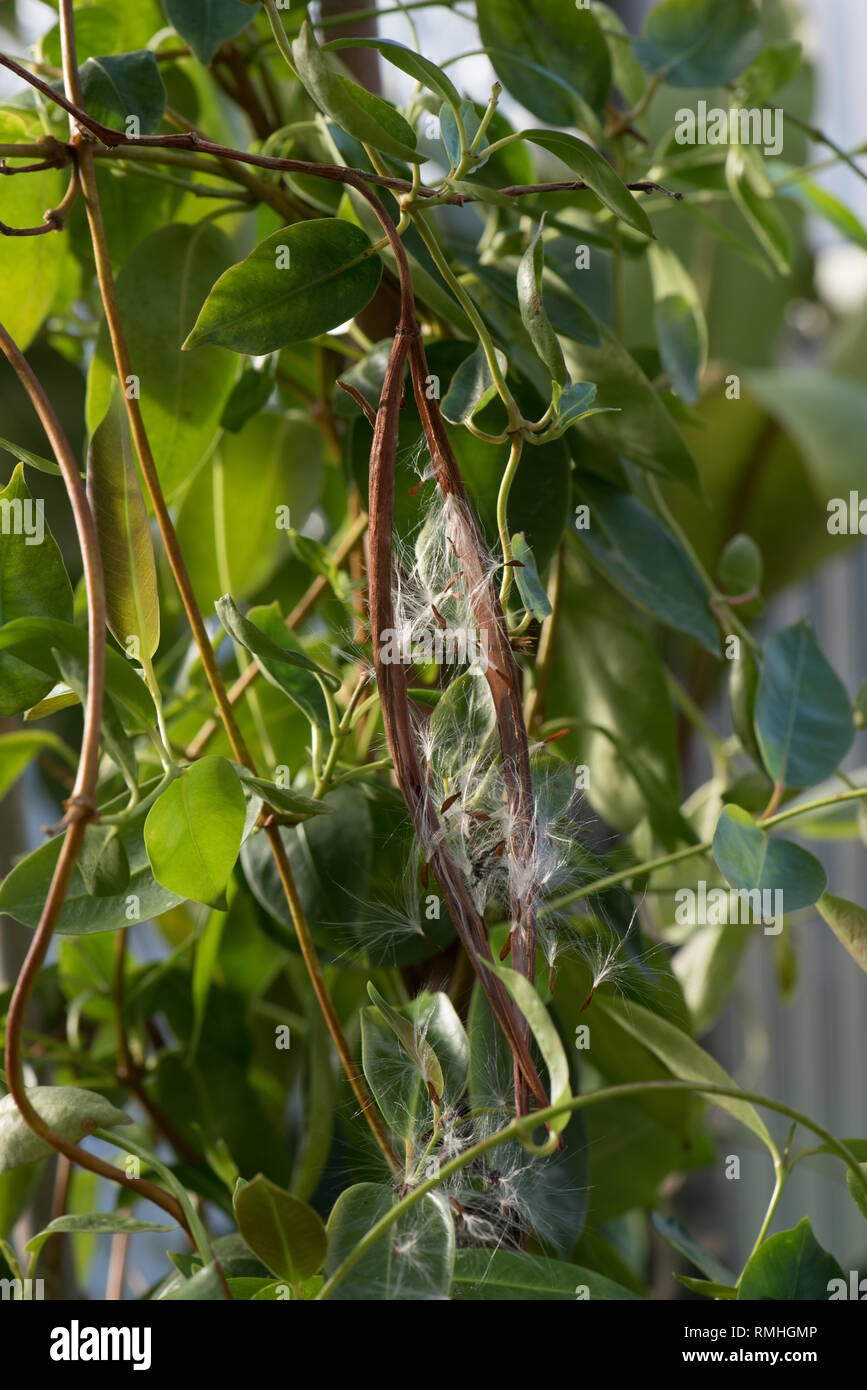 Mandevilla syn. Dipladena seed pods & seeds Stock Photo Alamy