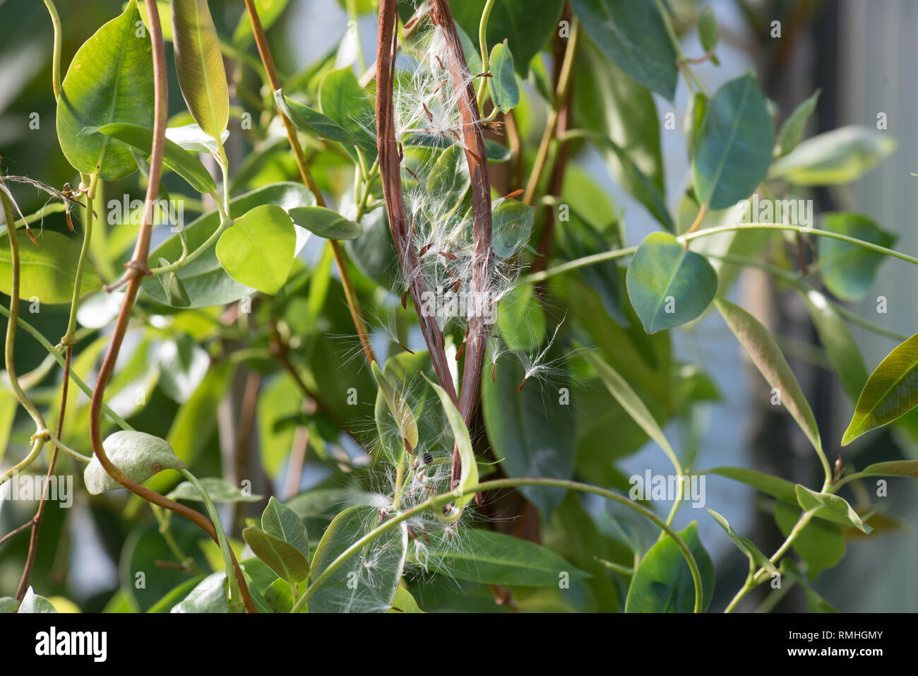 Mandevilla syn. Dipladena seed pods & seeds Stock Photo Alamy
