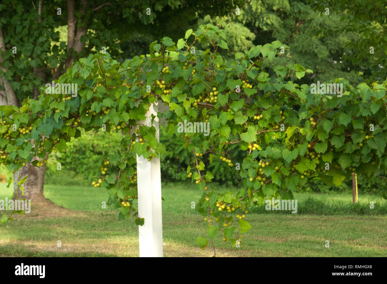 Grape Vine Arbor High Resolution Stock Photography And Images Alamy Grape Vine Arbor High Resolution Stock Photography And Images Alamy
