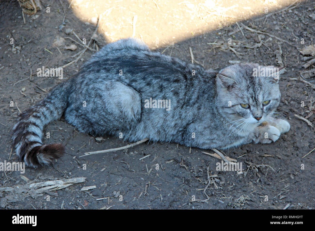 Scottish straight cat laying on ground in yard. Beautiful Scottish straight cat. Domestic animal Stock Photo
