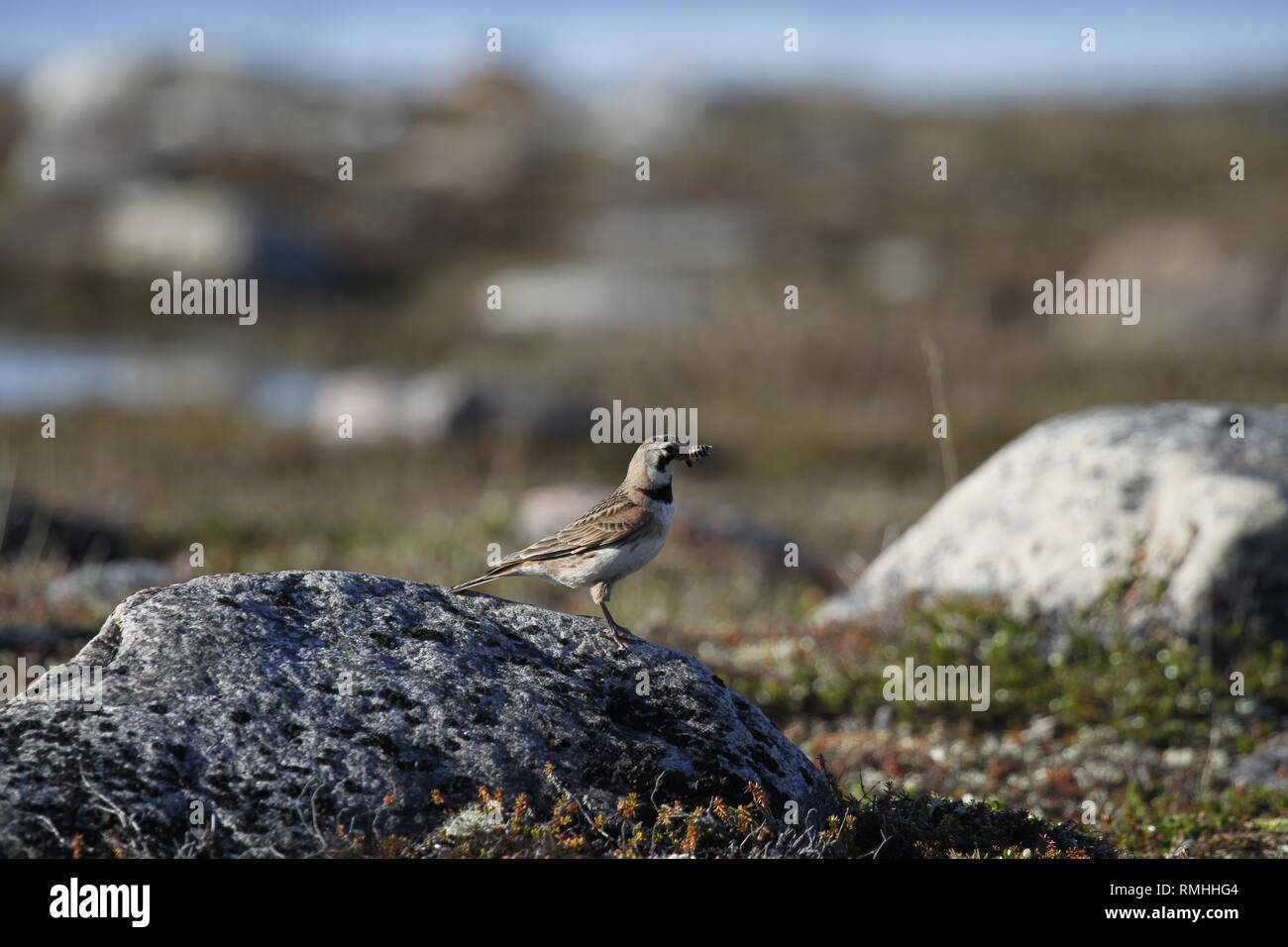 Horned Lark or shore lark found standing on a rock in the arctic tundra with a bug in its mouth Stock Photo
