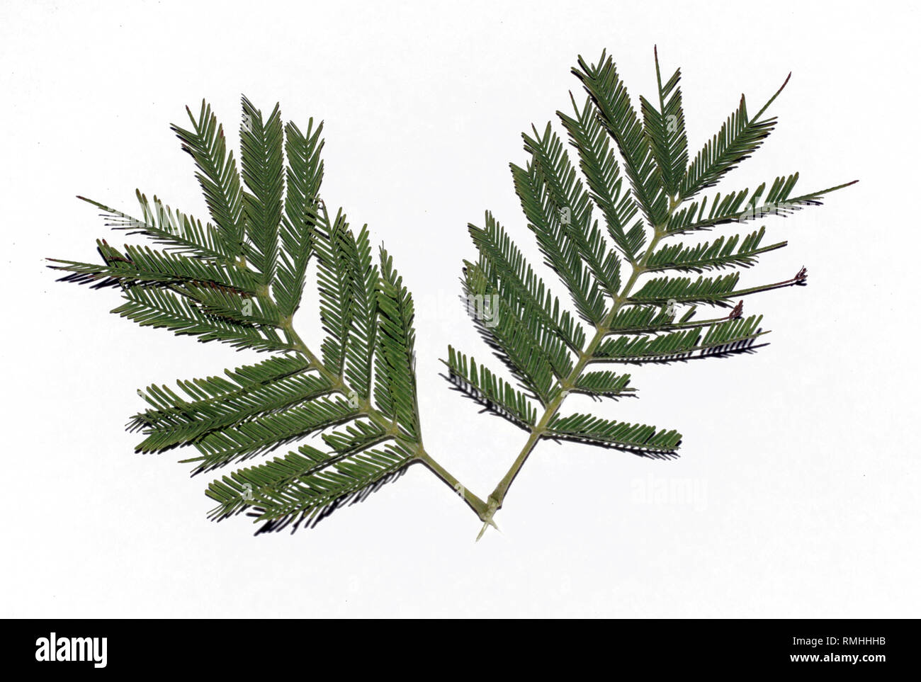 Mimosa leaves closeup Stock Photo Alamy