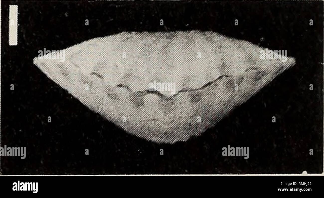 . Annals of the South African Museum = Annale van die Suid-Afrikaanse Museum. Natural history. Fig. 16. Kraussina rubra (Pallas, 1766). A-E. SAM-A25483, Somerset Strand. A-B. Ventral and interior views of pedicle valve. C-D. Dorsal and interior views of brachial valve. E. Lateral view of brachidium. F-L SAM-A25474, SM 185: dorsal, ventral, lateral and anterior views of conjoined valves with pedicle. A-E x2. F-I x4.. Please note that these images are extracted from scanned page images that may have been digitally enhanced for readability - coloration and appearance of these illustrations may no Stock Photo