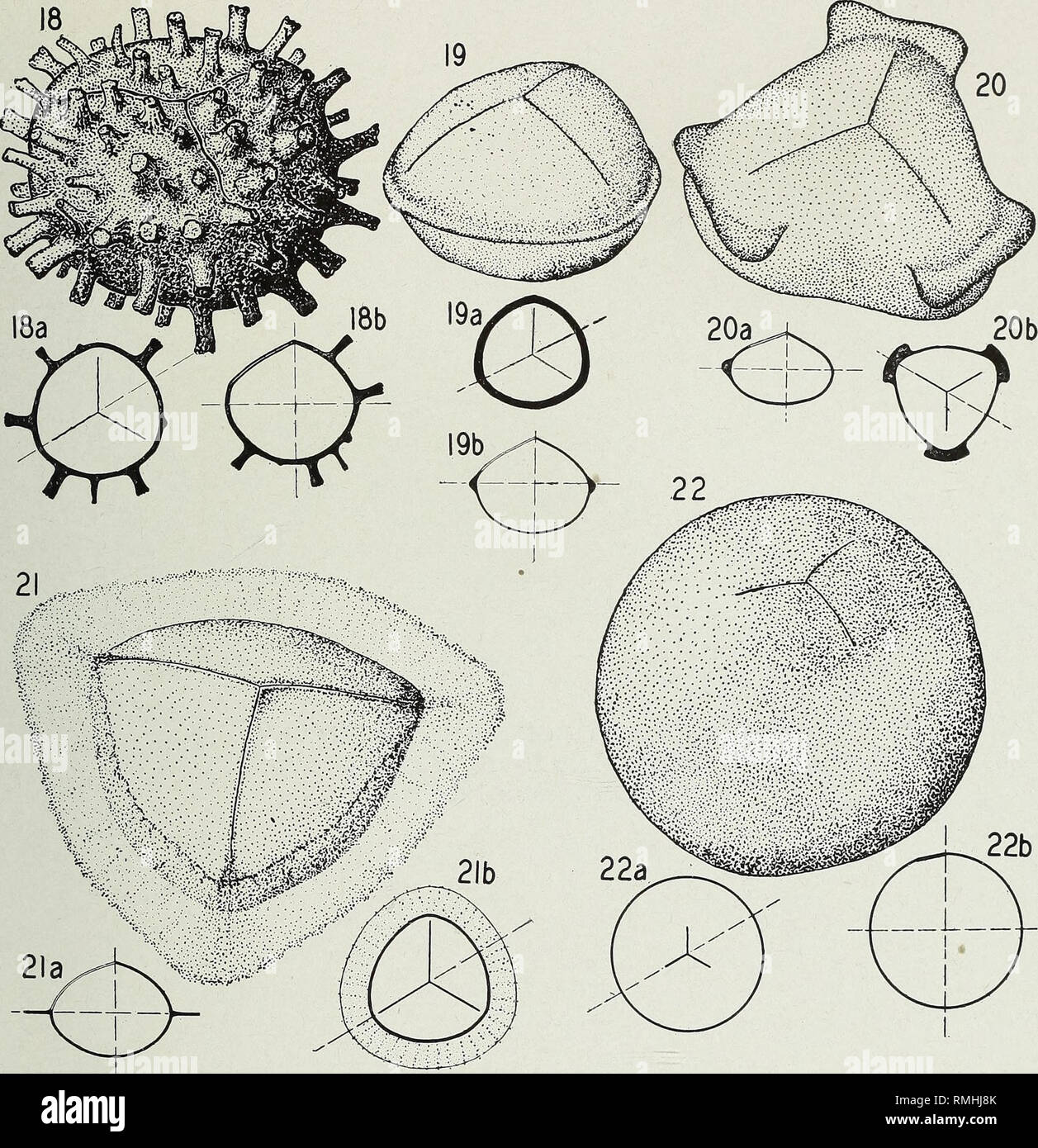 . An annotated synopsis of paleozoic fossil spores : and the definition of generic groups. Paleobotany; Plant spores, Fossil; Micropaleontology. Illinois State Geological Survey Report of Investigations No. 91—Plate 3. Lycospora I Laevigato-sp|)rites Granulati-sporites | poO/^ 20. Reinschospora i =1 Denso-sporites3Q'o Triquitrites | =1 Prtyosporites Raistrickia I 3 Reticulati- 30^ Punctati -spontes | | 1+ Cirratriradites 40Q^ I 50,0^ sporites I mm. 700y^ Approximate Size-Range WITHIN &quot;Spore&quot; genera 2 mm. 1000/^ Fforinites J Endosporiies Calamospora 40 '/^ Alisporites | =1 Alati-spori Stock Photo