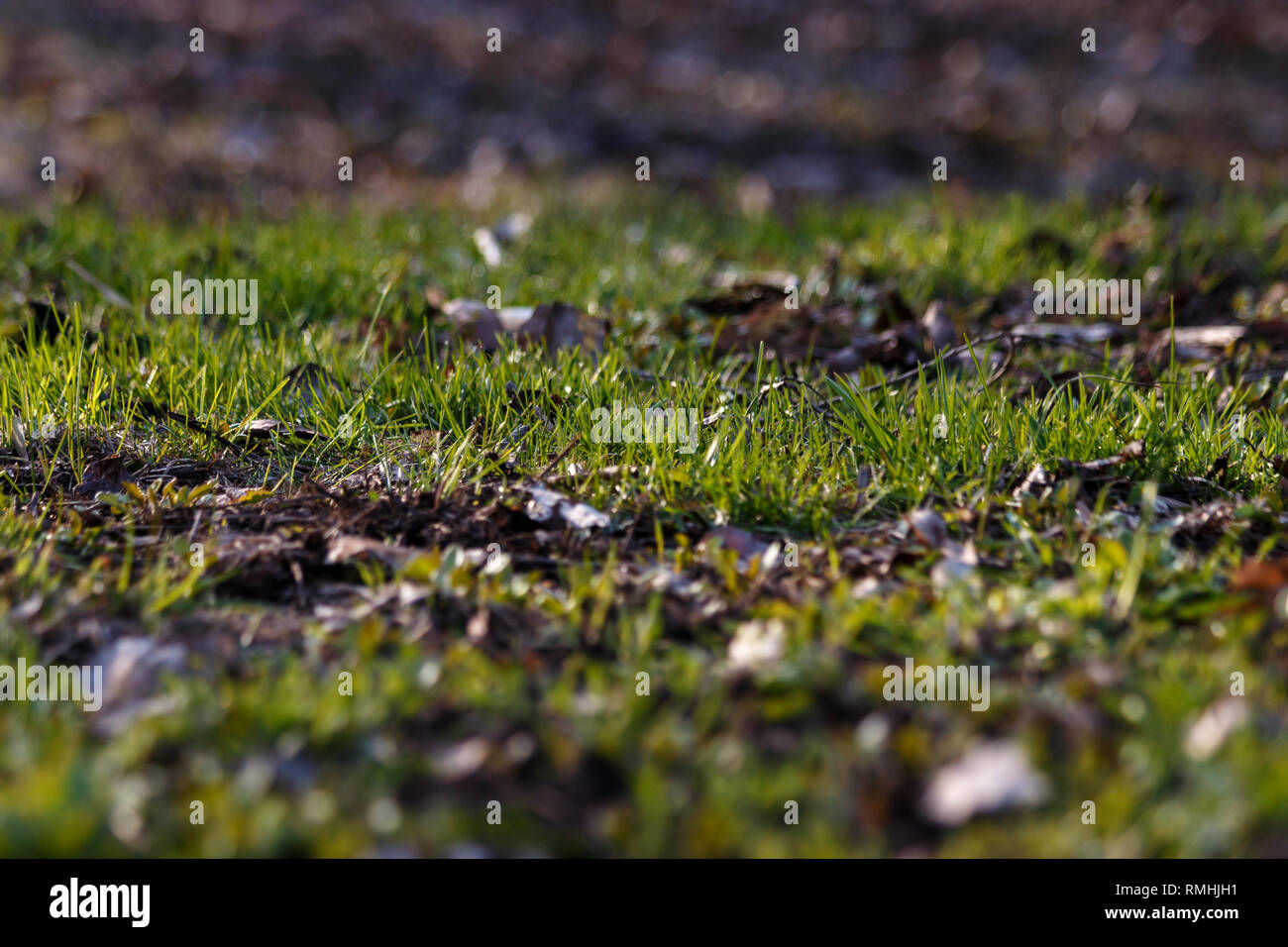 Grass. Fresh green spring grass grows from under the dry leaves close-up. Sun. Abstract Nature Background. New grass growing in spring morning in the  Stock Photo