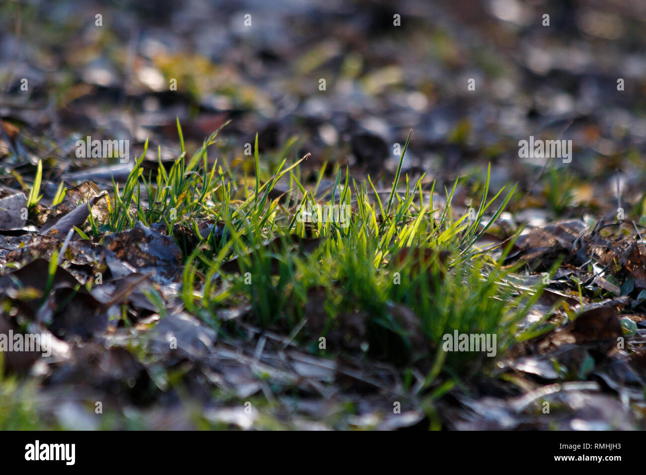Grass. Fresh green spring grass grows from under the dry leaves close-up. Sun. Abstract Nature Background. New grass growing in spring morning in the  Stock Photo
