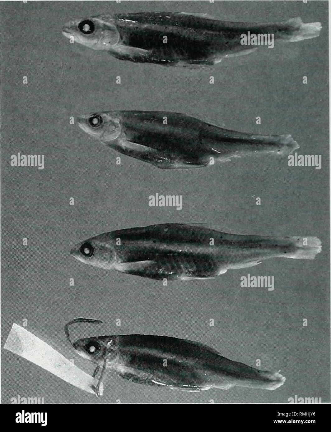 . Annotated catalog of type specimens in the Illinois Natural History Survey Fish Collection. Illinois. Natural History Survey Division; Fishes. 266 Illinois Natural History Survey Bulletin Vol. 35 Art. 5 (1947:64) recognized the northern subspecies megalops and applied the name O. e. emiliae to the form from Mississippi to Florida. Gilbert and Bailey (1972) described a new subspe- cies, O. e. peninsularis, from peninsular Florida, but did not recognize subspe- cific differences between populations in Illinois and Mississippi and relegated megalops to the synonymy of Opsopoeodus emiliae emilia Stock Photo