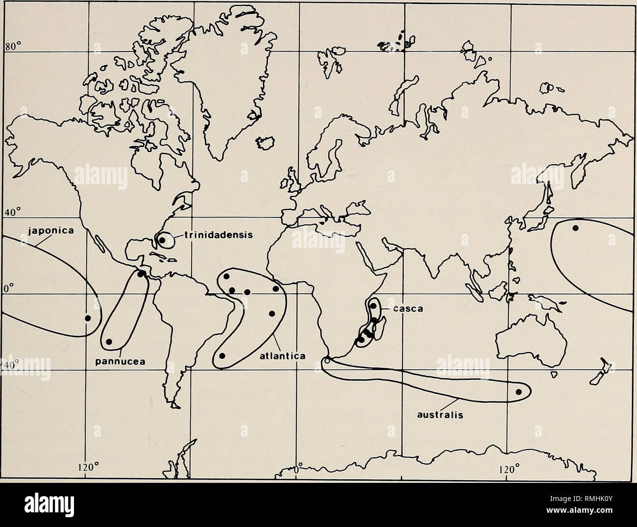 . Annals of the South African Museum = Annale van die Suid-Afrikaanse Museum. Natural history. DEEP-WATER QUATERNARY OSTRACODA 301. Fig. 33. Distribution of modern species of Abyssocythere. Re-plotted from data in Benson (1971—dots), with sample site TBD 6851 off south-western Africa shown as an open circle. Genus Ambocy'there van den Bold, 19586 A listing of Recent species of this genus that have previously been described from relatively deep water, shows that the genus Ambocythere has a depth range from the inner continental shelf to the Abyssal Zone: Bathyal/Abyssal A. ramosa—Iceland, c. 1  Stock Photo