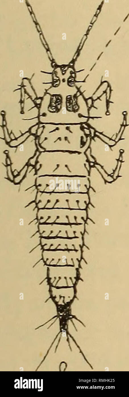 . Annals of the South African Museum = Annale van die Suid-Afrikaanse Museum. Natural history. Some Insects associated with Gnidia (Arthrosolen) laxa Gilg. 439 middle (text-fig. 10, c); the tube is already distinct and much longer in advanced larvae. Legs as shown in the figures, the terminal vesicle well developed; tarsi apparently 1-jointed. Length of advanced larva about 3J mm. Breadth of advanced larva about |- mm. The number of moults is unknown, but there are probably three; the very young stages do not differ very much from the last stage, Aw- fiffat---^CSe £. -Fe. Tt. a. / /. PP--. Ple Stock Photo