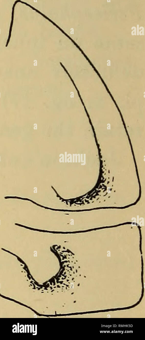 . Annals of the South African Museum = Annale van die Suid-Afrikaanse Museum. Natural history. Fig. 78.—Anchicubaris fongosiensis Cllge. a, Transverse section of segment from middle of peraeon (segment 3 or 4); b, telson and uropods ; c, ventral view of epimera 1 and 2. ramus short, extending scarcely half-way to apex of peduncle, inner ramus about § basal width of peduncle. Up to 10-5 x 5 mm. In alcohol, creamy or buff, eyes black ; usually covered with particles of earth. Localities.—Natal: Durban, Winkle Spruit, and M'fongosi, Zululand (Collinge) ; M'fongosi (S.A. Mus.). The South African M Stock Photo