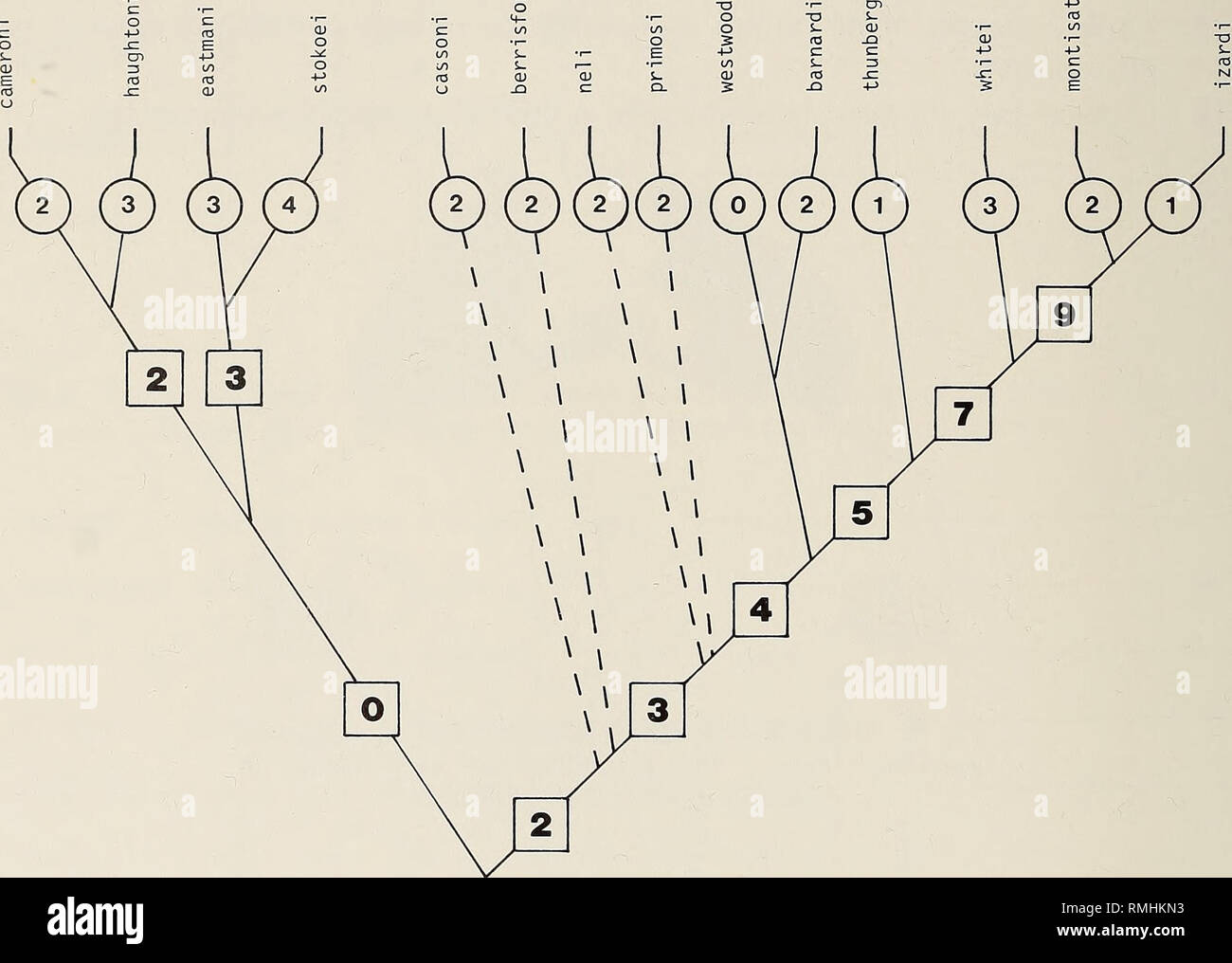 Cladogram hi-res stock photography and images - Alamy
