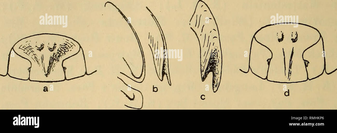 . Annals of the South African Museum = Annale van die Suid-Afrikaanse Museum. Natural history. 338 Annals of the South African Museum. than in nigricans. The two proximal tubercles on the telson are somewhat elongate. 8x4 mm. Slaty-grey, uropods often pale or reddish. Locality.—Cape Province : Wellington Mts. (K. H. B.).. Fig. 57.—Diploexochus nigricans (Brdt.). a, Telson and uropods ; 6, ventral view of epimera 1 and 2, with marginal view of epimeron 1. D. pachytos n. sp. : c, marginal view of epimeron 1. D. dollfusi n.n. : d, telson and uropods ; e, marginal view of epimeron 1. Diploexochus  Stock Photo