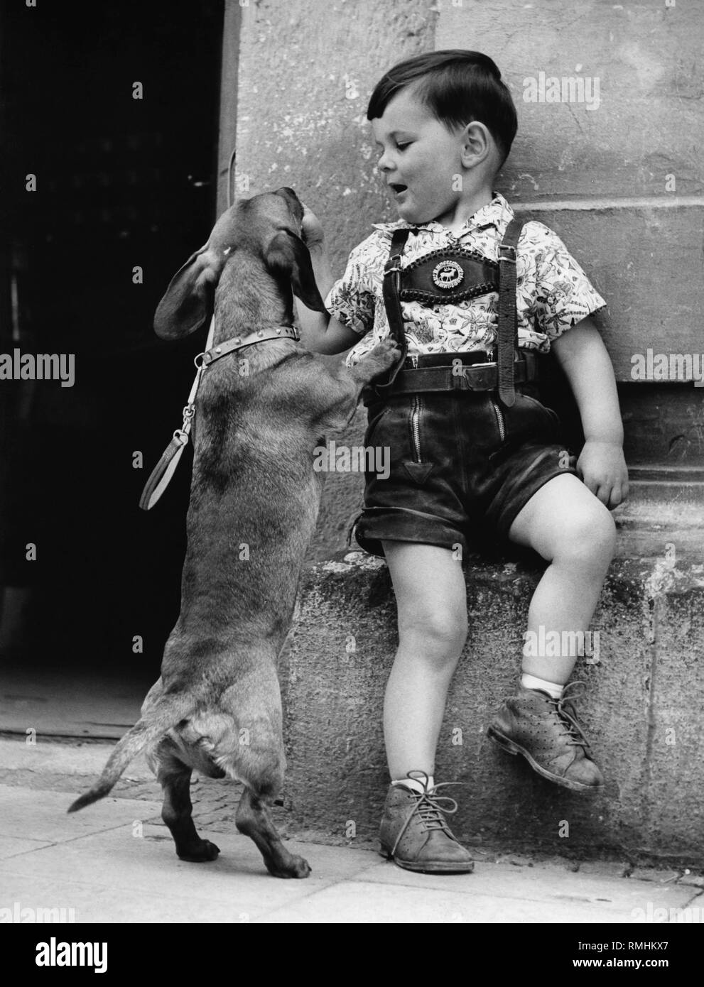 Boy with Lederhosen feeds a begging dachshund ice cream in Munich-Sendling. Stock Photo