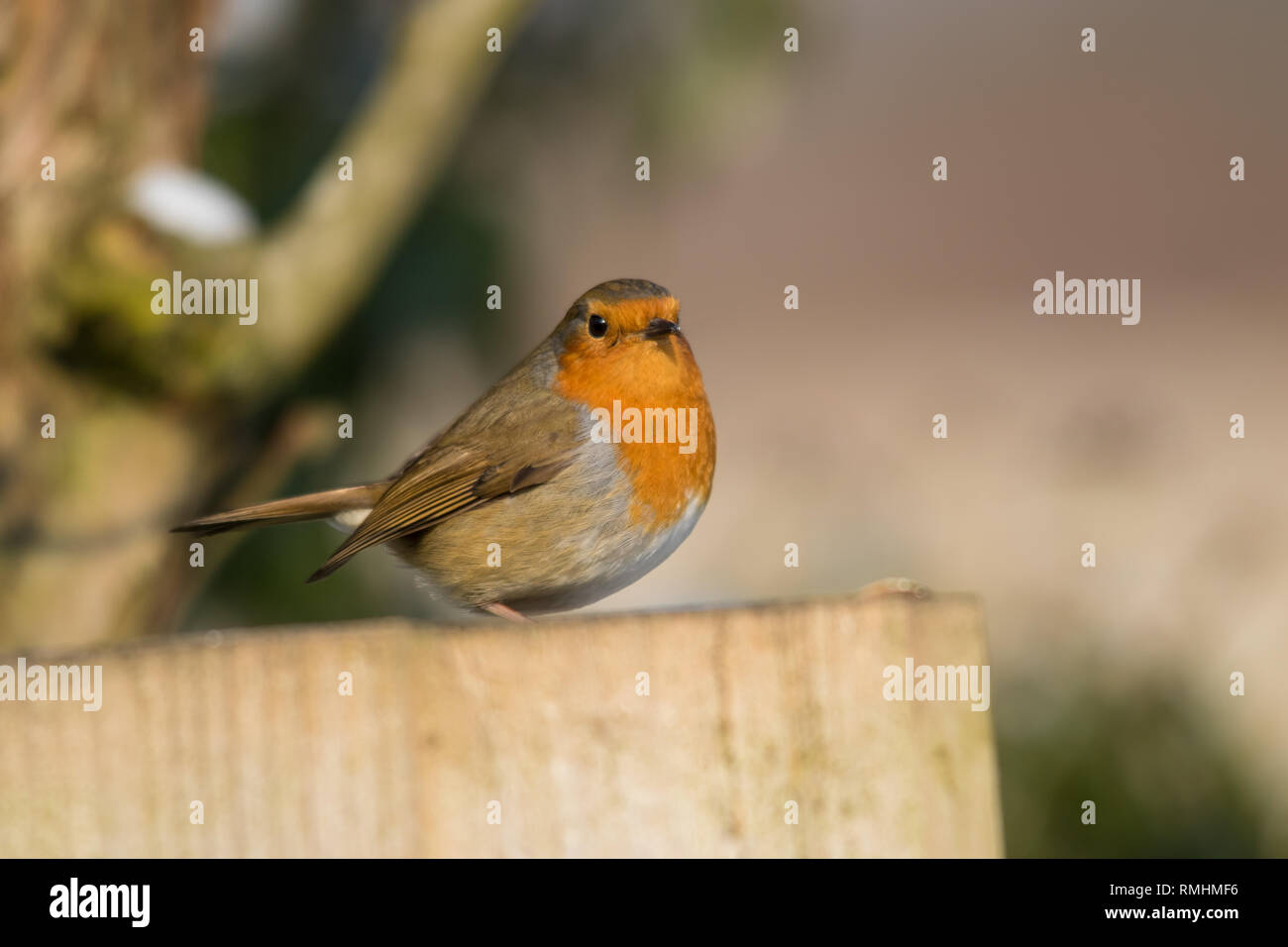 Robins In England Adult robin in uk garden hi-res stock photography and images - Alamy