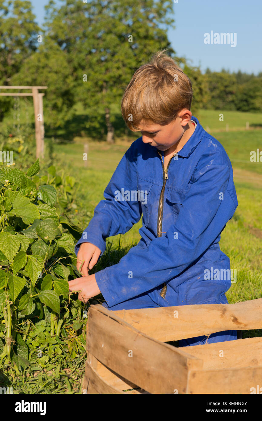 Farm boy picking the beans in vegetable garden Stock Photo Alamy