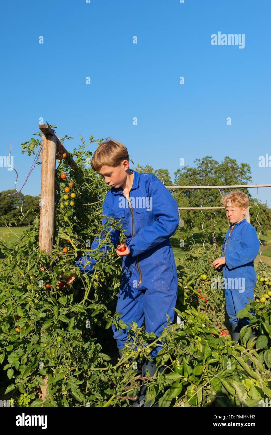 Farm boys picking the tomatoes in vegetable garden Stock Photo - Alamy