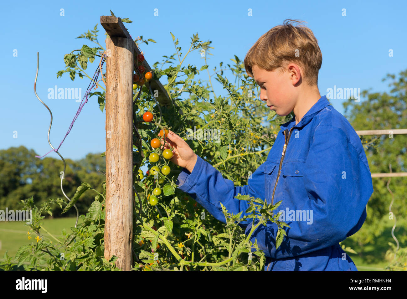 Farm boys picking the tomatoes in vegetable garden Stock Photo - Alamy