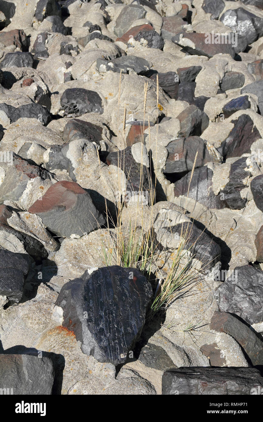 European beach grass grow between stones Stock Photo