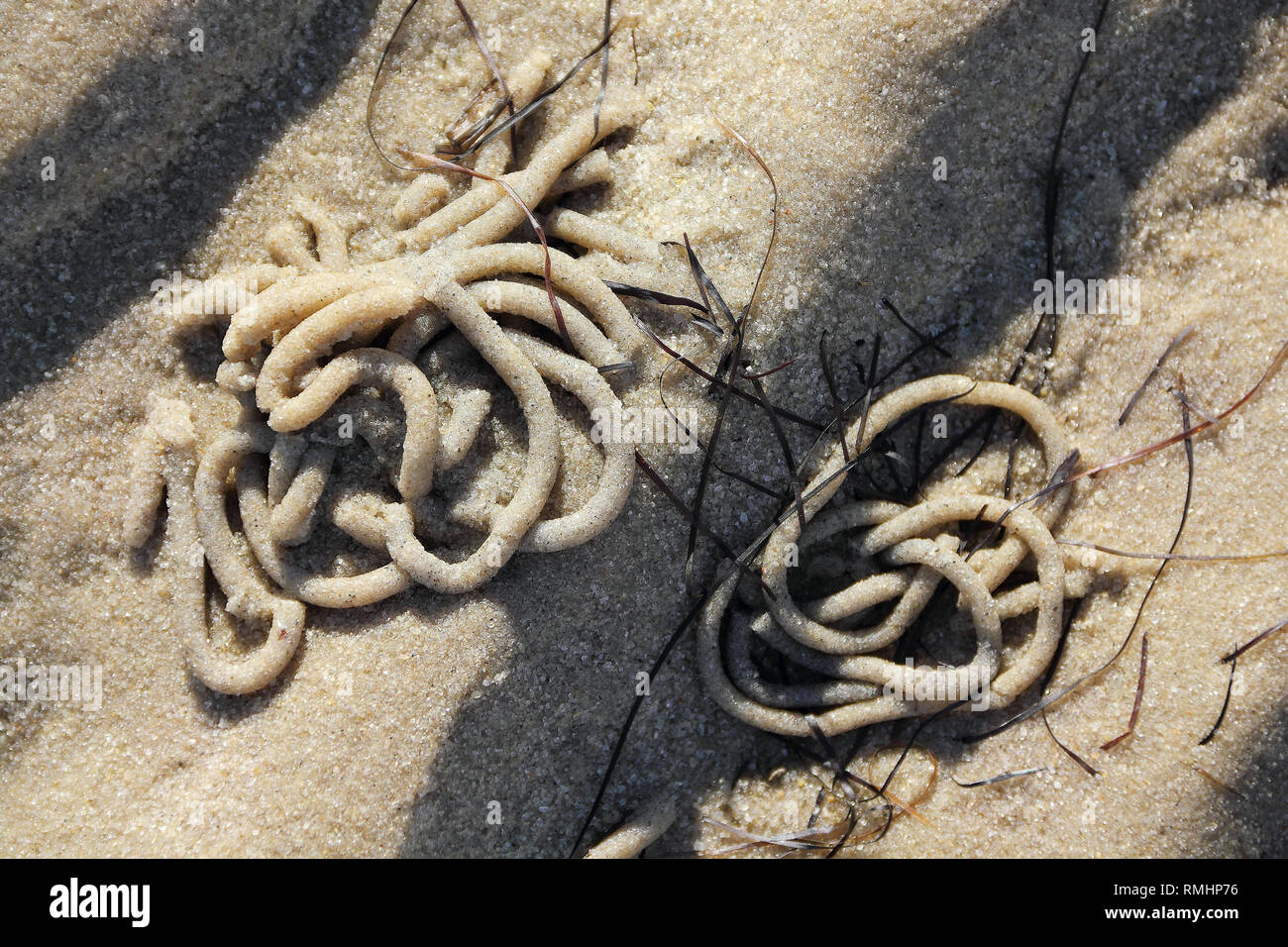 Lugworm sandworm hi-res stock photography and images - Alamy