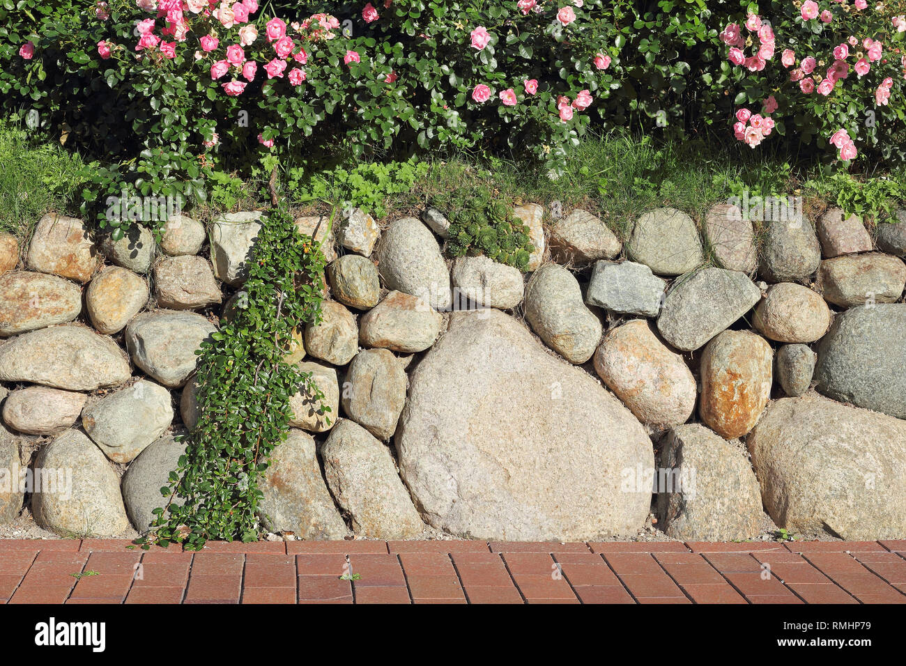 Frisian stone wall planted with a rosebush Stock Photo