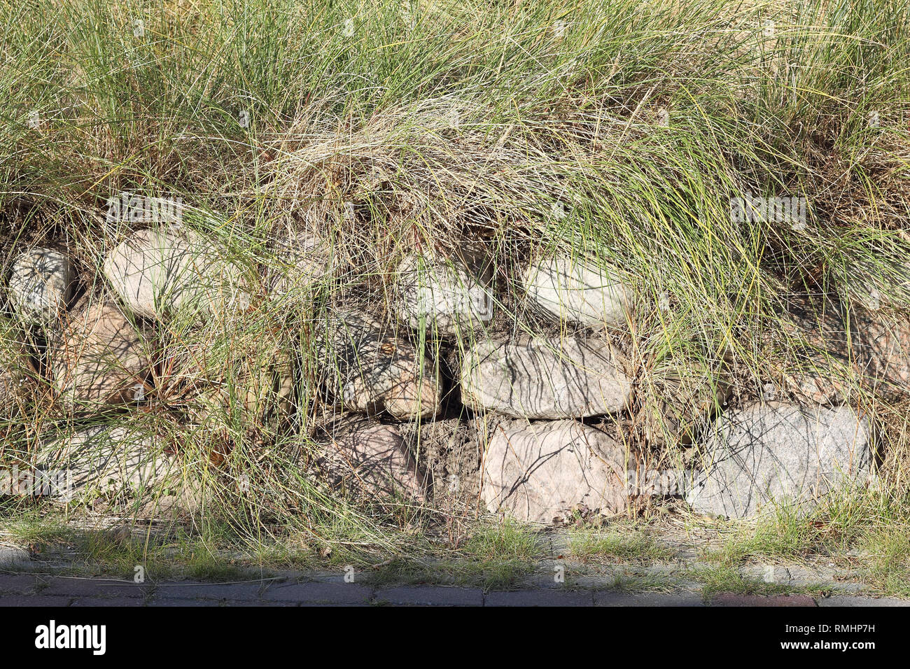 Frisian stone wall planted with European beach grass Stock Photo