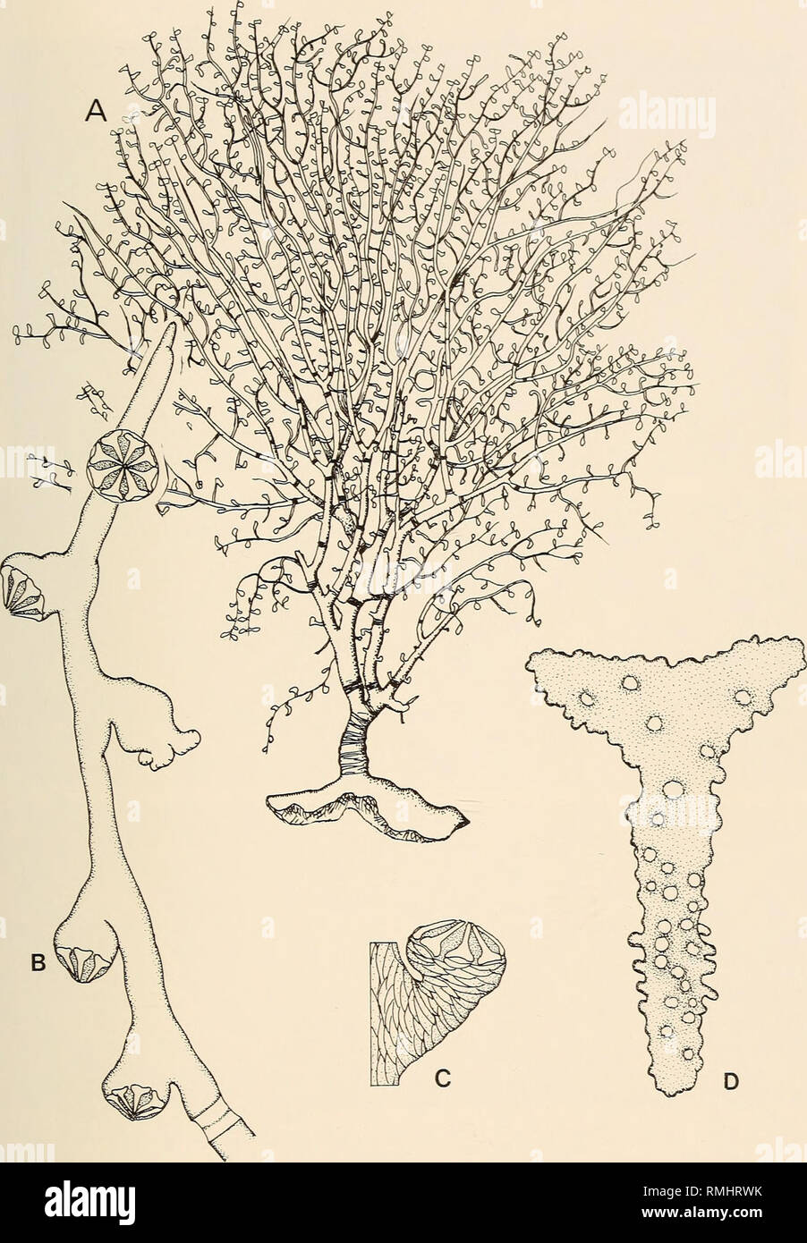 . Annals of the South African Museum = Annale van die Suid-Afrikaanse Museum. Natural history. GORGONIAN OCTOCORALS OF SOUTHERN AFRICA 283. Fig. 69. Chathamisis ramosa (Hickson, 1904). A. An entire colony, 70 mm in length. B. Detail of the distal end of a branch showing six polyps and opercular sclerites; length of figure 5,1 mm. C. A single polyp showing placement of sclerites; total height of polyp 0,6 mm. D. A single opercular sclerite 0,2 mm in length.. Please note that these images are extracted from scanned page images that may have been digitally enhanced for readability - coloration an Stock Photo