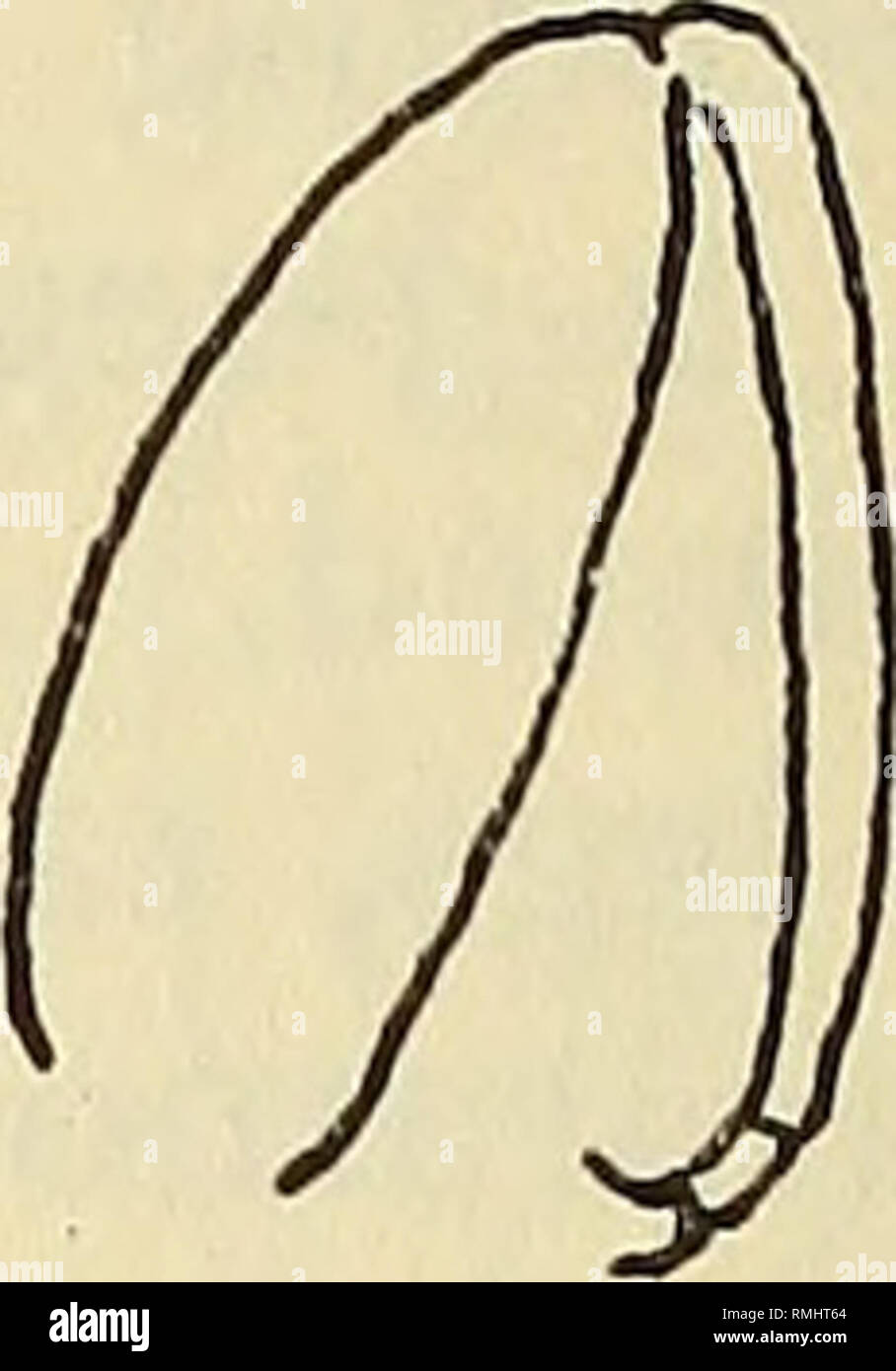 . Annals of the South African Museum = Annale van die Suid-Afrikaanse Museum. Natural history. U Fig. 20. Nemesis pallida Wilson, a, $, spermatophore shown on left, base of ovisac on right side; b, $. Hatschekia acuta Brnrd. c, £, with ventral view of abdomen; d, antenna 2; e, maxilliped. Gen. Hatschekia Poche 1902. Poche, £ool. Anz., xxvi, p. 16. 1913. Wilson, Proc. U.S. Nat. Mus., xliv, p. 239. 1922. id., loc. cit., p. 81 (key to species). 1932. id., loc. cit., p. 476. 1939. Yamaguti, Paras. Copep. Japan, pt. 5, Caligoida 3, vol. Jubil. Prof. Toshida, II, pp. 458-69. 1951. Pearse, Proc. U. Stock Photo