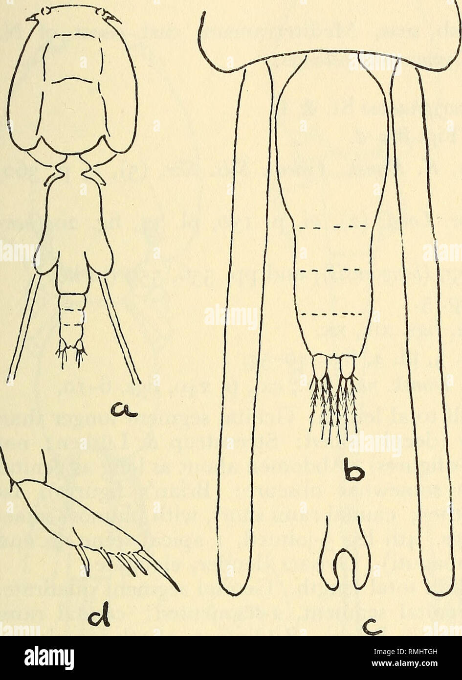 . Annals of the South African Museum = Annale van die Suid-Afrikaanse Museum. Natural history. SOUTH AFRICAN PARASITIC COPEPODA 245 engraulidis tetrodontis 2. Abdomen short, about half length, or less, of genital segment. a. Caudal rami much longer than wide. b. Caudal rami about as broad as long. C. elongatus Heegaard (1943, Ark. £00/., xxxiv, 4, A. 18, p. 11, figs. 21-31) was described from specimens from a 'Gape-line ship', but not necessarily from South African waters. No host was recorded.. /^K. Please note that these images are extracted from scanned page images that may have been digita Stock Photo