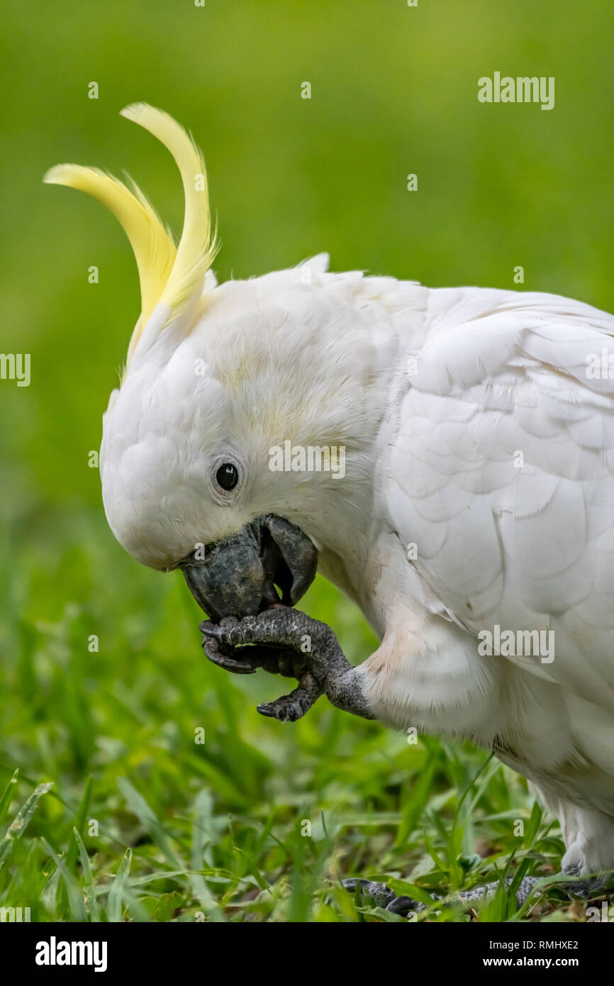 Sulphurcrested Cockatoo [Cacatua galerita] Stock Photo
