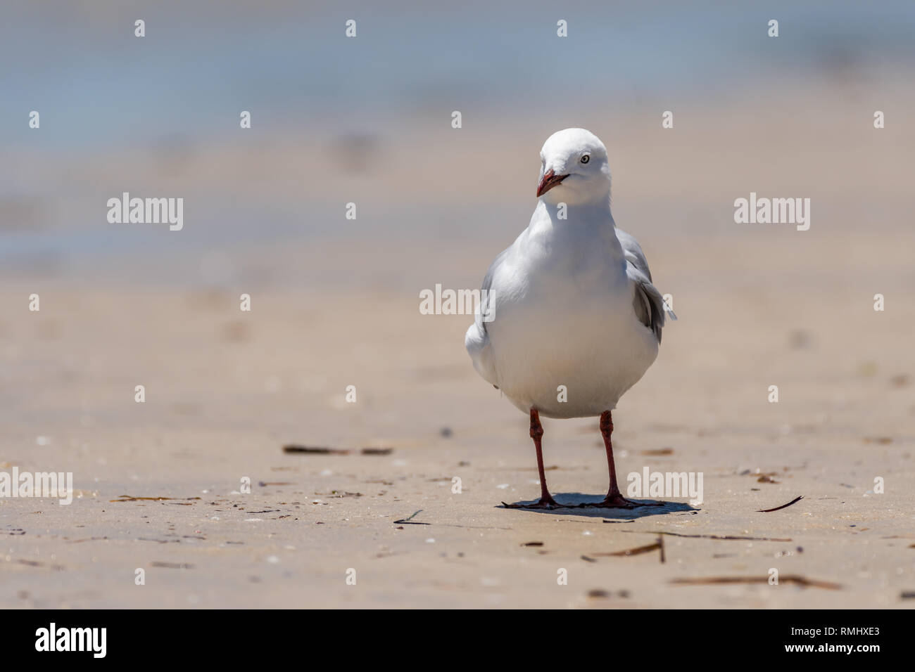 Silver Gull (Larus novaehollandiae) Stock Photo