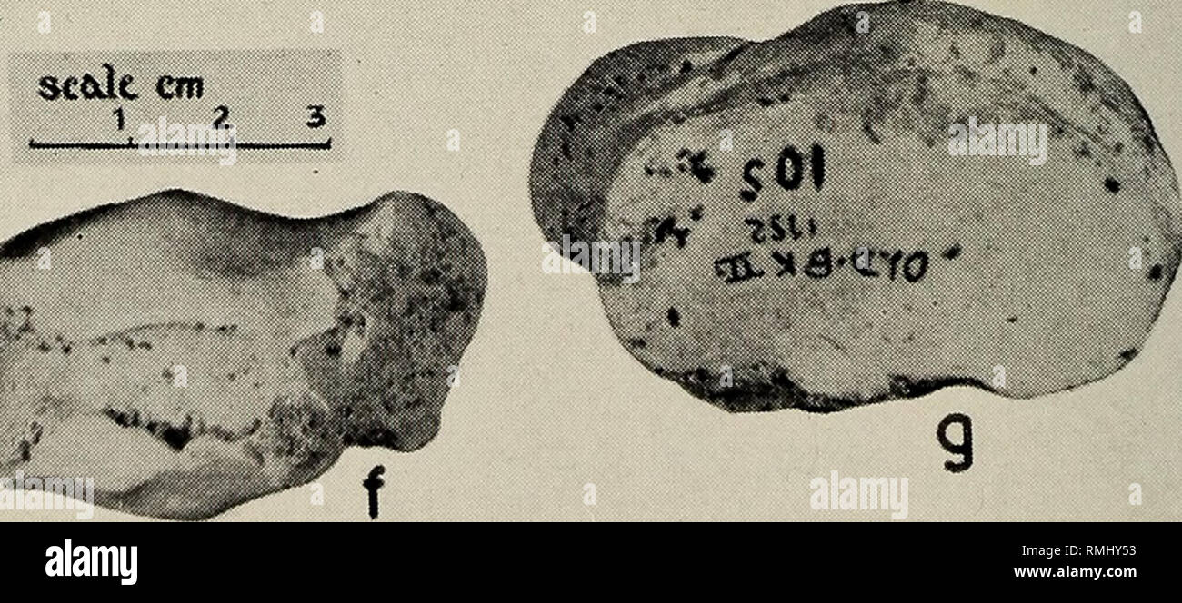 . Annals of the South African Museum = Annale van die Suid-Afrikaanse Museum. Natural history. sc&amp;k cm 1 2. 3. fl-Old. 107, astragalus, anterior aspect, ft-Old. 115, radius, articular surface («- indicates posterior border). c-Old. 101, tibia, anterior aspect. rf-Old. 104, cubonaviculare, proximal articular surface, e- Old. 341, os magnum, distal articular surface. /- Old. 342, sesamoid bone, side view, g— Old. 105, cuneiform, proximal articular surface.. Please note that these images are extracted from scanned page images that may have been digitally enhanced for readability - coloration  Stock Photo