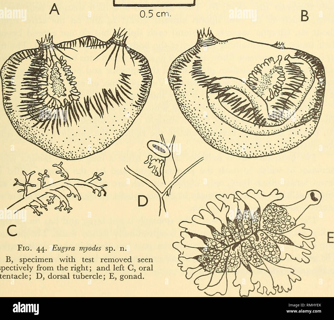 . Annals of the South African Museum = Annale van die Suid-Afrikaanse Museum. Natural history. Fig. 43. Comparison of gut loop and gonads of A, Molgula falsensis; B, Molgula scutata, C, Molgula cryptica; and D, Molgula conchata.. Fig. 44. Eugyra myodes sp. n. A, B, specimen with test removed seen respectively from the right; and left C, oral tentacle; D, dorsal tubercle; E, gonad.. Please note that these images are extracted from scanned page images that may have been digitally enhanced for readability - coloration and appearance of these illustrations may not perfectly resemble the original w Stock Photo