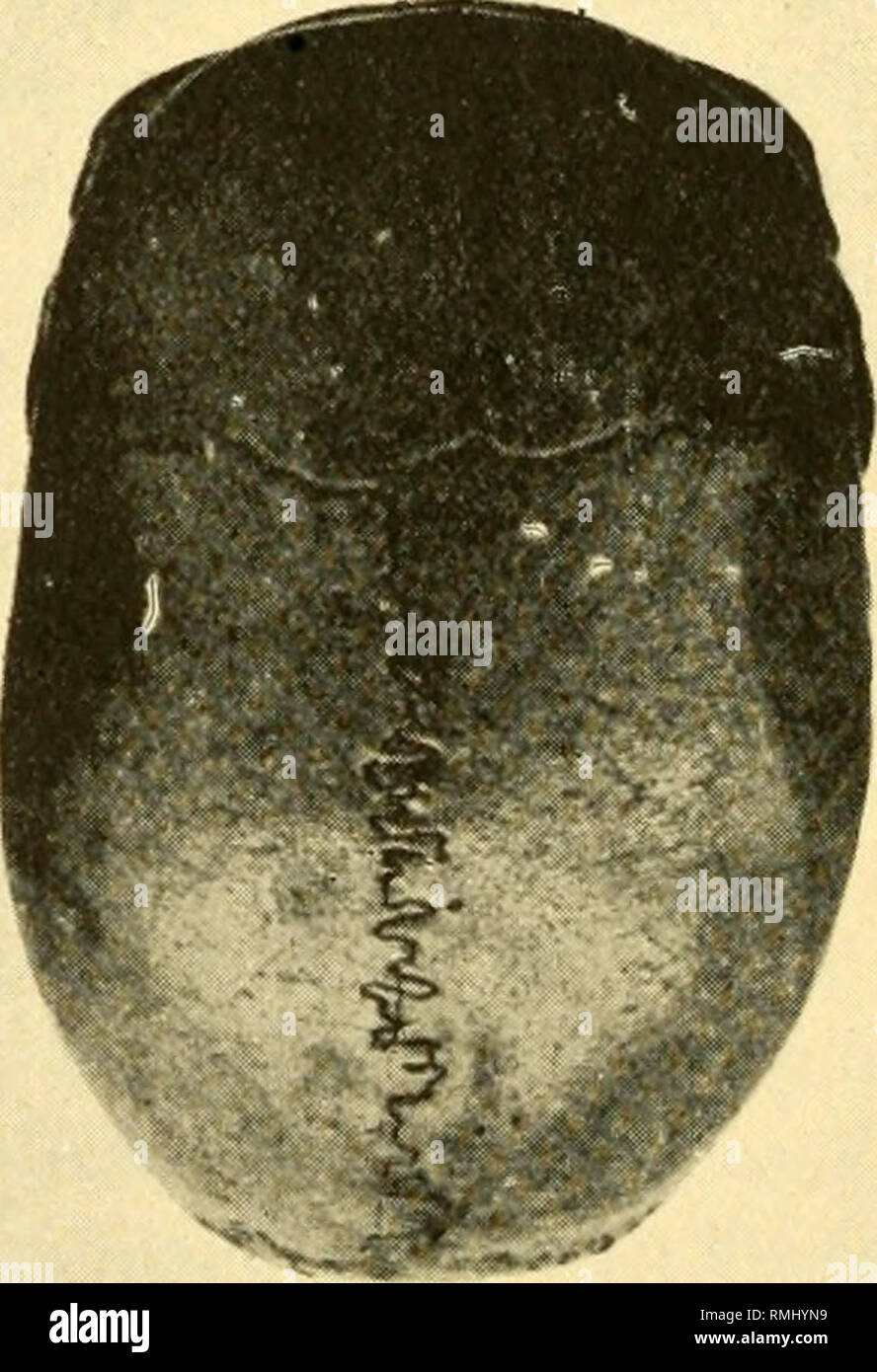 . Annals of the South African Museum. Annale van die Suid-Afrikaanse Museum. Natural history. BUSHMAN. KAFFIR. Fig. 1. than of the other bones owing to a greater wealth of material for comparison. The results so far obtained from the material pre- served in the South African and Albany Museums are briefly sum-. Please note that these images are extracted from scanned page images that may have been digitally enhanced for readability - coloration and appearance of these illustrations may not perfectly resemble the original work.. South African Museum; South African Museum. Annale van die Suid-Af Stock Photo