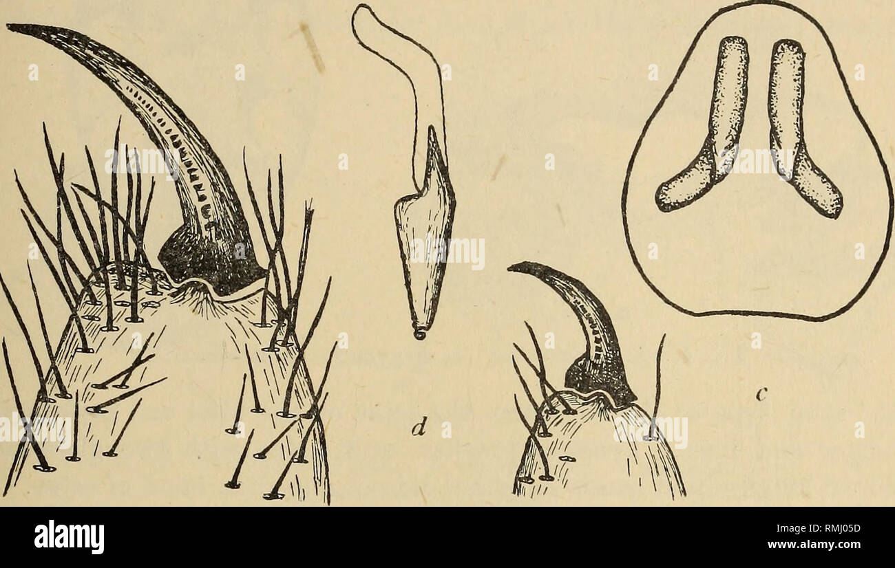 . Annals of the South African Museum = Annale van die Suid-Afrikaanse ...