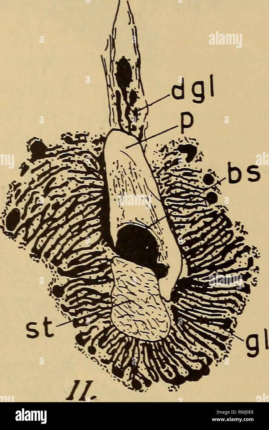 . Annals of the South African Museum = Annale van die Suid-Afrikaanse Museum. Natural history. jo. v Fig. 10. — Balanoglossus capensis. Cross-section of the anterior part of the proboscis organs, x 66. (/^glomeru- lus ; p = pericardium ; st = stomochord; vpa — ventral proboscis artery.. Fig. 11.—Balanoglossus stephensoni. Cross-section of the anterior part of the proboscis organs. x 66. 6s = central blood space ; dgl = dorsal glomerulus ; gl = glomerulus ; ^&gt;= pericardium ; st — stomochord. Collar.—In both species the epidermis of the collar shows the usual five zones, the second and fourth Stock Photo