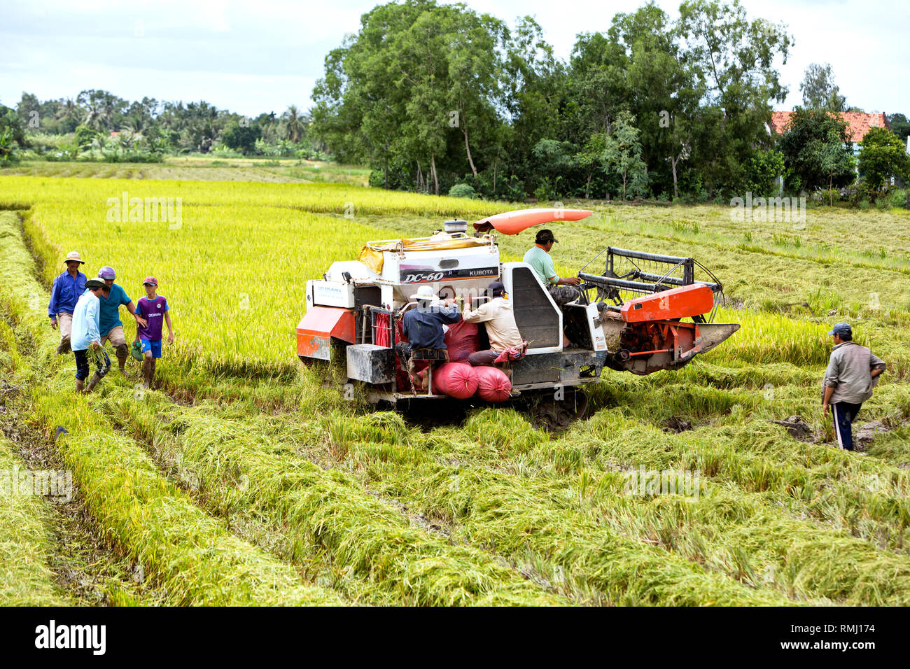 Operator maneuvering Kubota DC-60 rice harvester, Can Tho Province, Mekong Delta, Vietnam, Indochina. Stock Photo