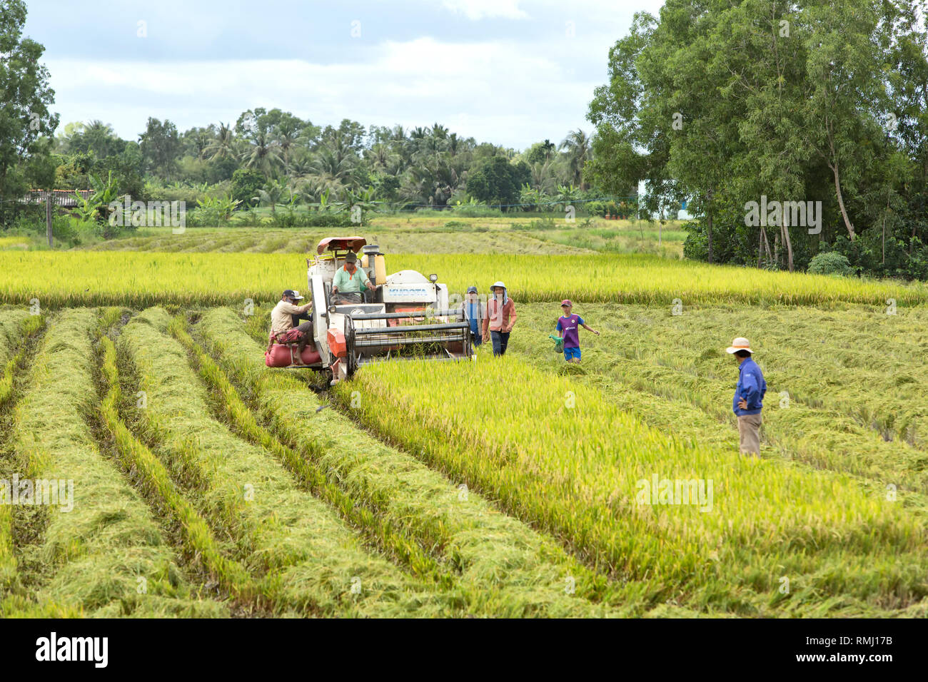 Operator maneuvering Kubota DC-60 rice harvester, Can Tho Province, Mekong Delta,  Vietnam, Indochina. Stock Photo